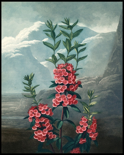 Narrow Leaved Kalmia