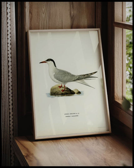 Sterna Hirundo Poster