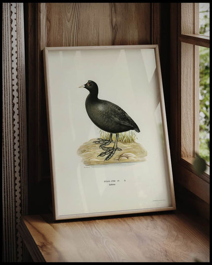 Fulica Atra Poster