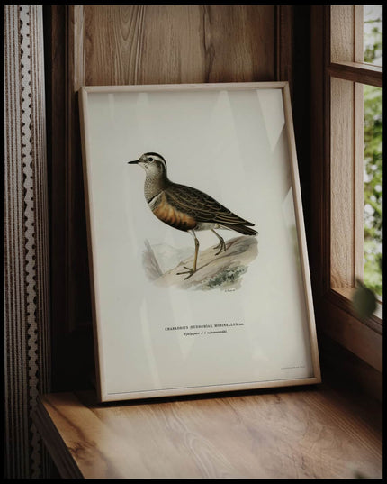 Charadrius Morinellus Poster