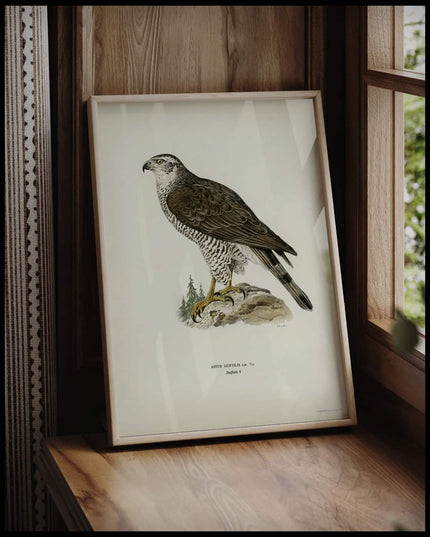 Accipiter Gentilis Poster