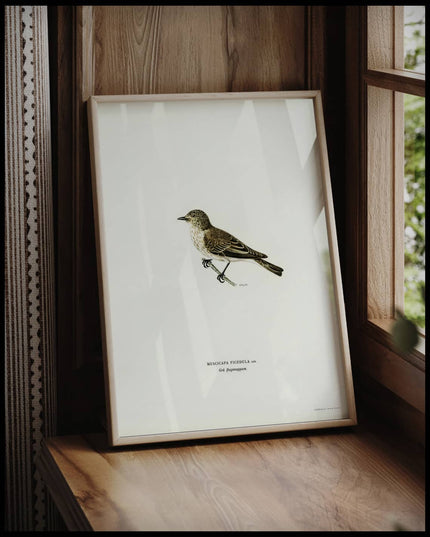 Muscicapa Ficedula Poster