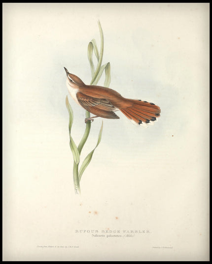 Salicaria Galactotes Poster