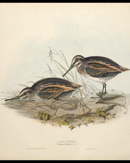 Scolopax Gallinula Poster