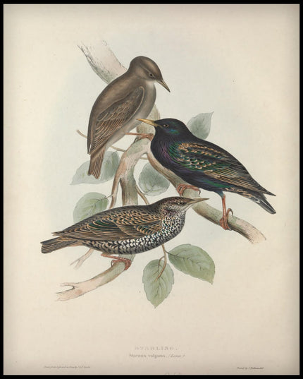 Sturnus Vulgaris Poster