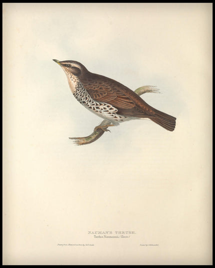 Turdus Naumannii Poster