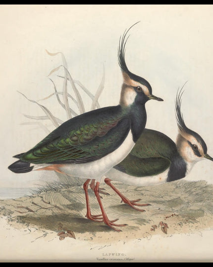 Vanellus Cristatus Poster